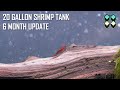 20 Gal Shrimp Tank Aquarium - 6 Month Update - Plant Growth - Cherry Shrimp &amp; Nebula Shrimp