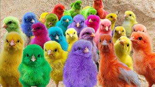 tangkap ayam lucu, ayam berwarna-warni, ayam rainbow lucu, kelinci, kucing,telur ayam, induk🐔