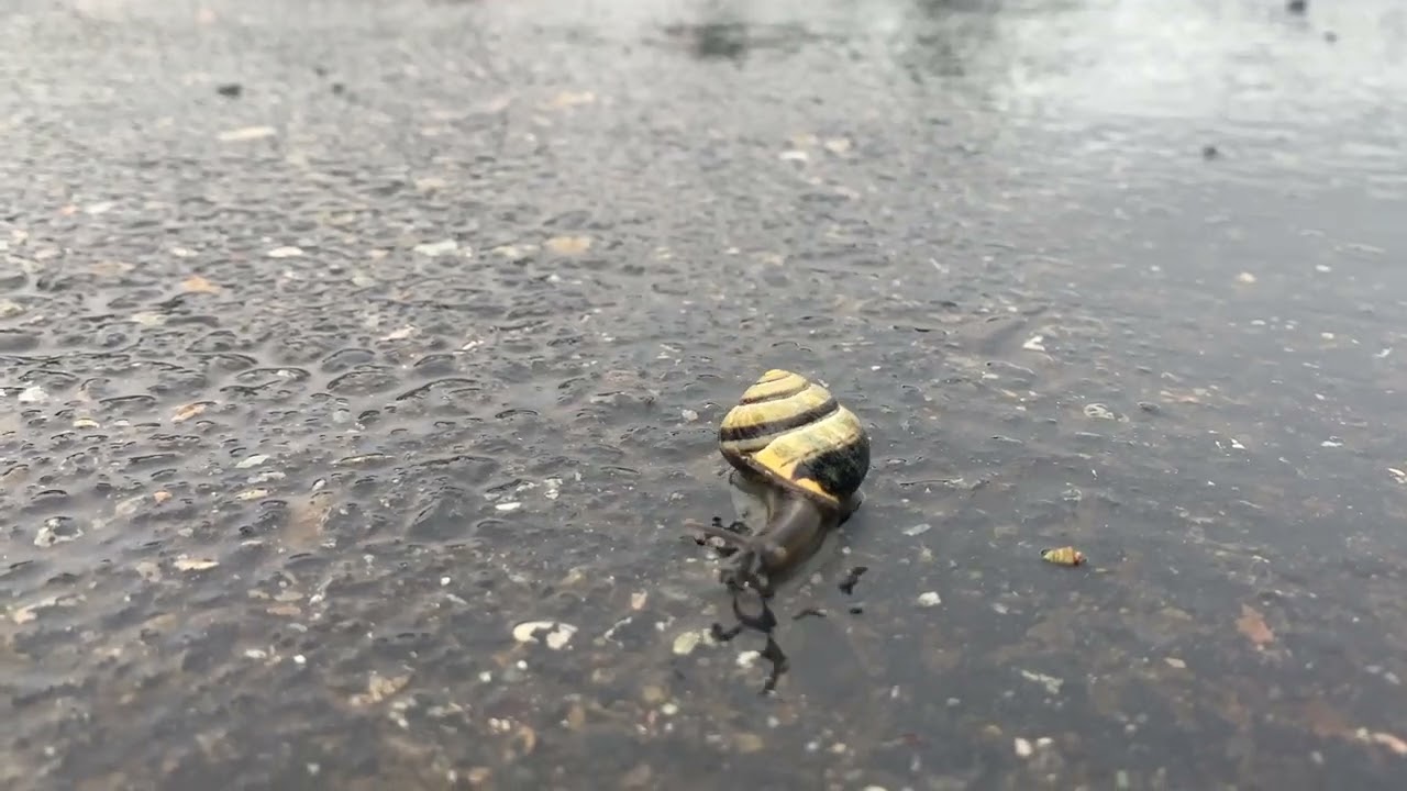 Snail's pace
