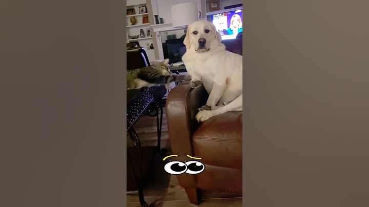 Fun moments in the life of a cat and a dog #cat #cats #funny #pets #reels #dog #dogs