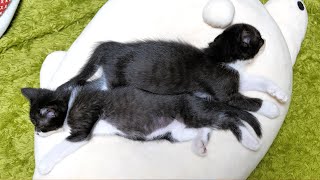 Kittens who are friends even in dreams