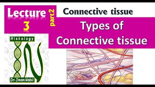 3b- Types of connective tissue part 2-Connective tissue proper-Histology