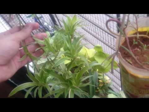 Spider Plants and Pineapple a succulent plant | growth, care and propagation