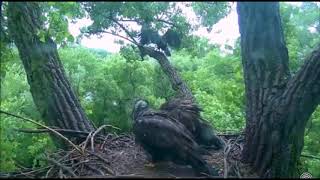 DECORAH EAGLES   6\/21\/2018  8:51 AM  CDY   MOM GETS ATTACKED AGAIN BY JUVIE