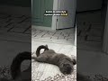 Bu nasıl uyuma şeklidir Allah ım🧿😹😻#keşfet #cat #kedi #kediler