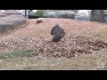 Gorillas playing in leaves