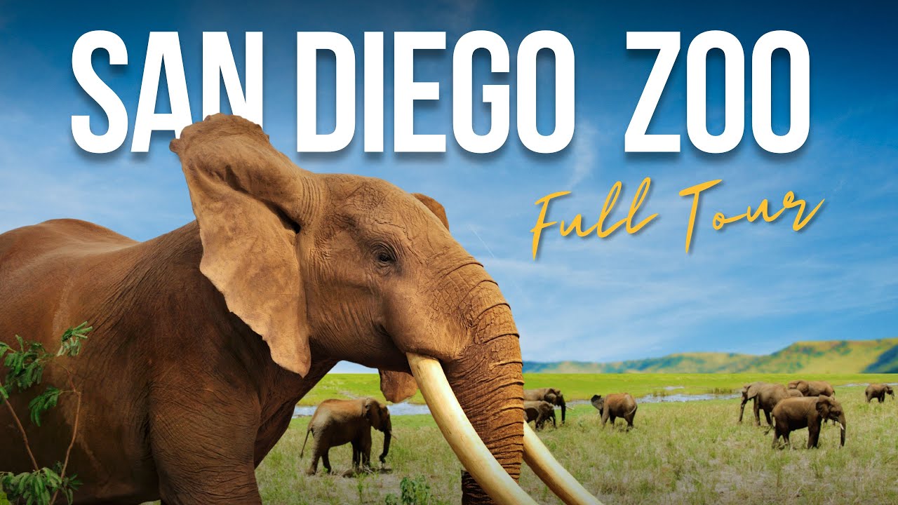 best tour at san diego zoo