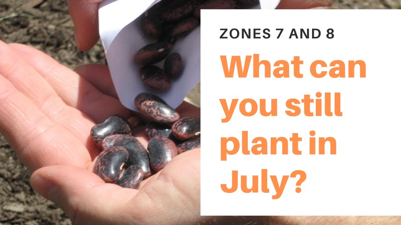 What Can You Still Plant In July Zones 7 And 8 YouTube What Can You Still Plant In July Zones 7 And 8 YouTube
