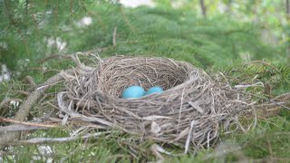 Live - Robin Nest - May 2024