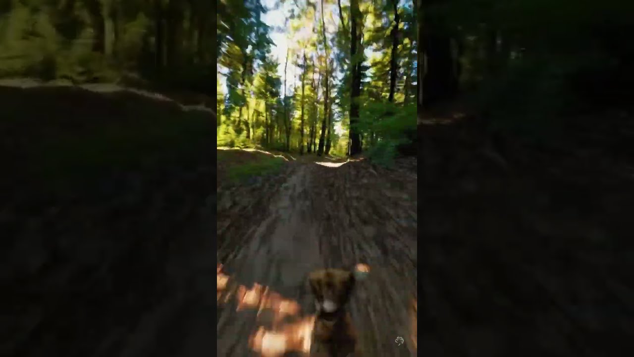 POV Dog Enters The Forest Nature Shorts