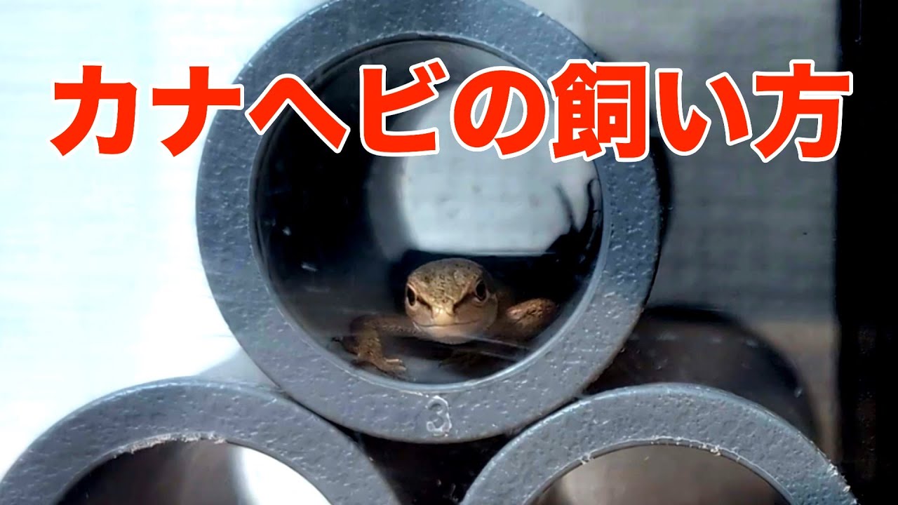 カナヘビの飼い方を紹介します【飼育方法】