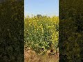 #ytshorts #shorts #shortvideo