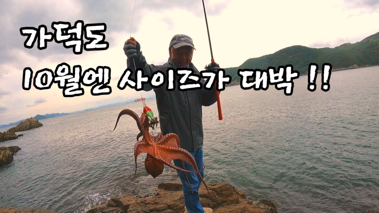 가덕도 도보권 문어낚시!!! 문어가 살찌는 10월입니다~~  사이즈 대박!!