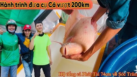 Hành trình Vượt 200km về Sóc Trăng hộ tống cụ Cá PHÁT TÀI khủng - Thái Salem vê lốc