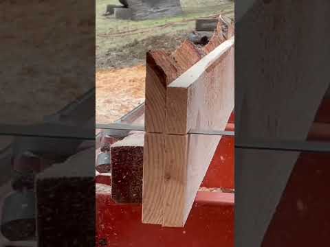 Trimming Douglas Fir
