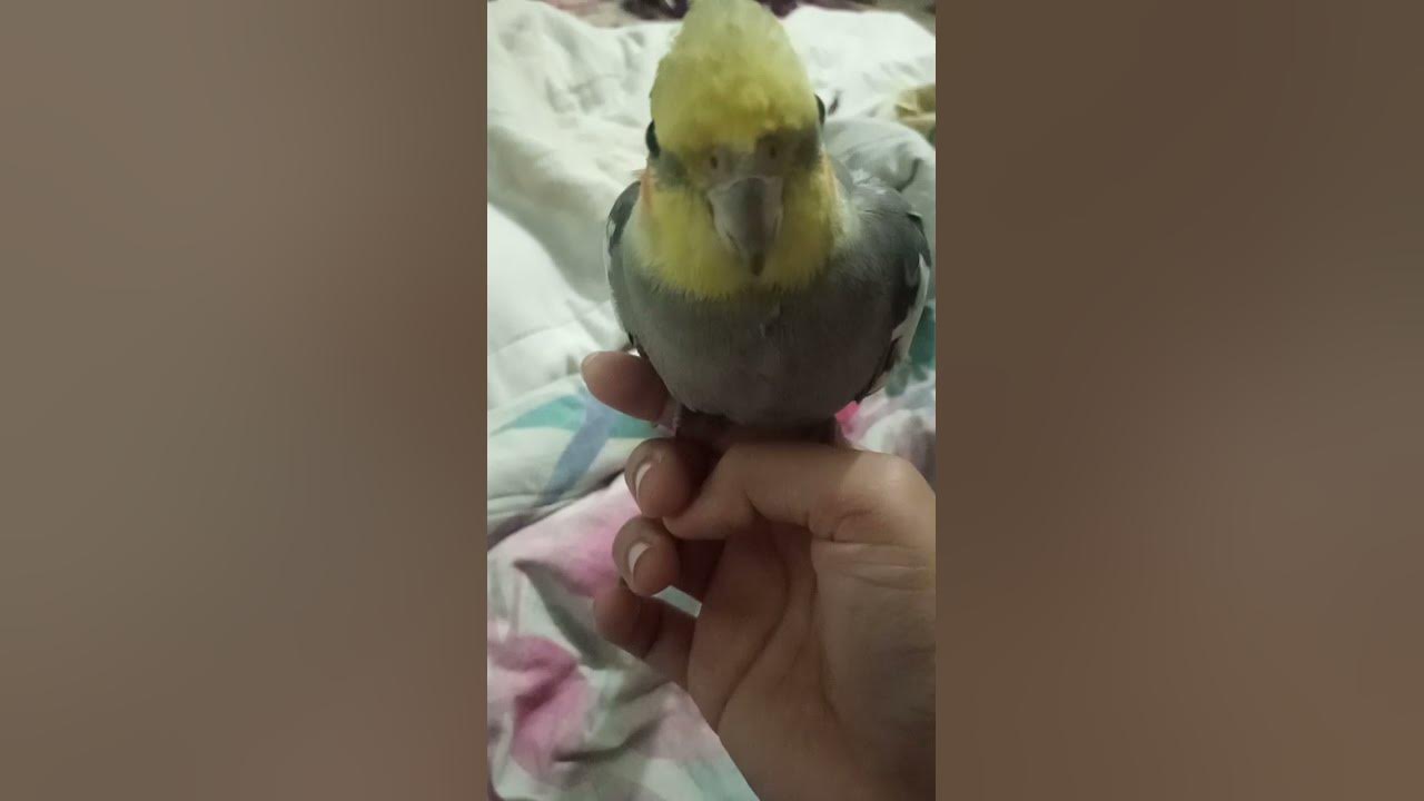 Cockatiel love to listen you | cockatiel likes you ️🦜 #cockateil #viral