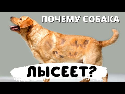 🐕📝🐾 Почему собака лысеет (алопеция)?