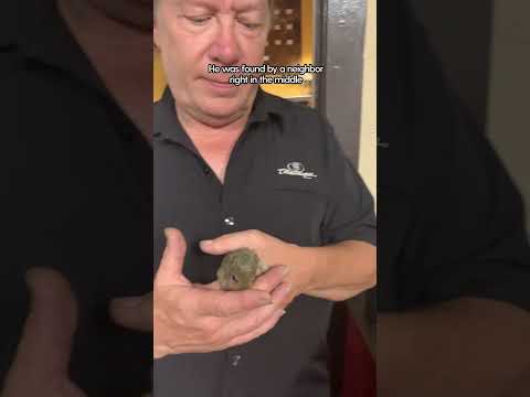 Rescued Squirrel Goes To Work With His Dad | The Dodo