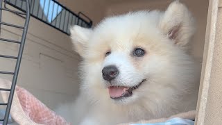 愛犬サンプル写真 🍉 暑中お見舞い申し上げます 毎日暑過ぎ注意報⚠️ 皆様お身体