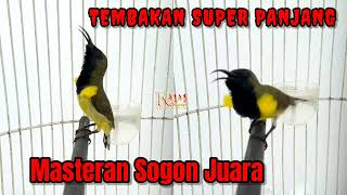 Download Lagu Masteran sogon juara materi isian mewah full tembakan ‼️ MP3 Download Lagu Masteran sogon juara materi isian mewah full tembakan ‼️ MP3