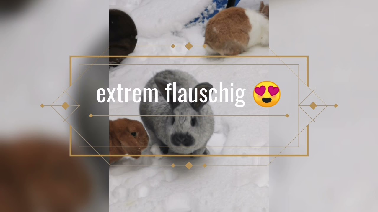 Helle Großsilber - Rasseporträt und Erfahrungsbericht