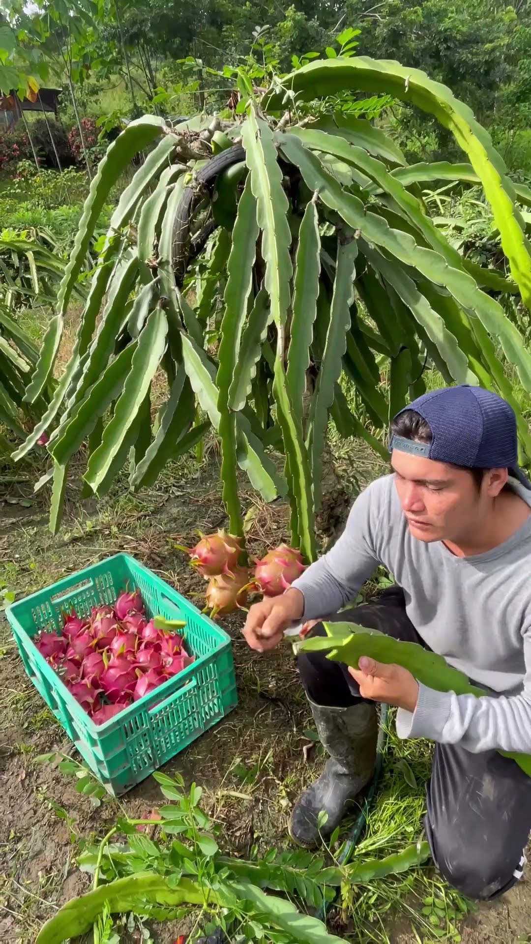 CULTIVO DE CEBOLLA DESARROLLO DE LA CEBOLLA