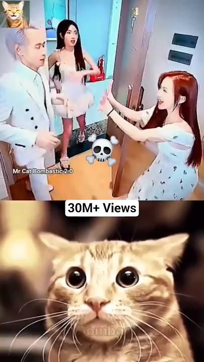 MR BOMBASTIC MOMENT ☠️💥 #shorts #tiktok #cat #memes #mrbombastic #catbombastic | MrCatBombastic2.0