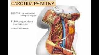 De arteria piel carótida la