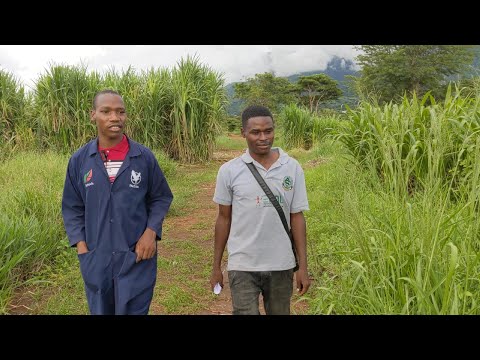 Aina Za Nyasi Bora Za Malisho Kwa Mifugo Tumejifunza Moja Kwa Moja Shambani