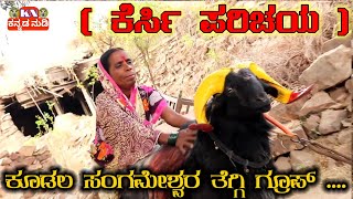 ಕೆರ್ಸಿ ( ಕೂಡಲ ಸಂಗಮೇಶ್ವರ ತೆಗ್ಗಿ ) ಮರಿಗು ಇದರ ಆಟಕ್ಕು ಸಂಬಂಧವೇ ಇಲ್ಲ ( Fighting Sheep Teggi Karnataka )