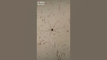 Паук с длинными лапами 🕷️