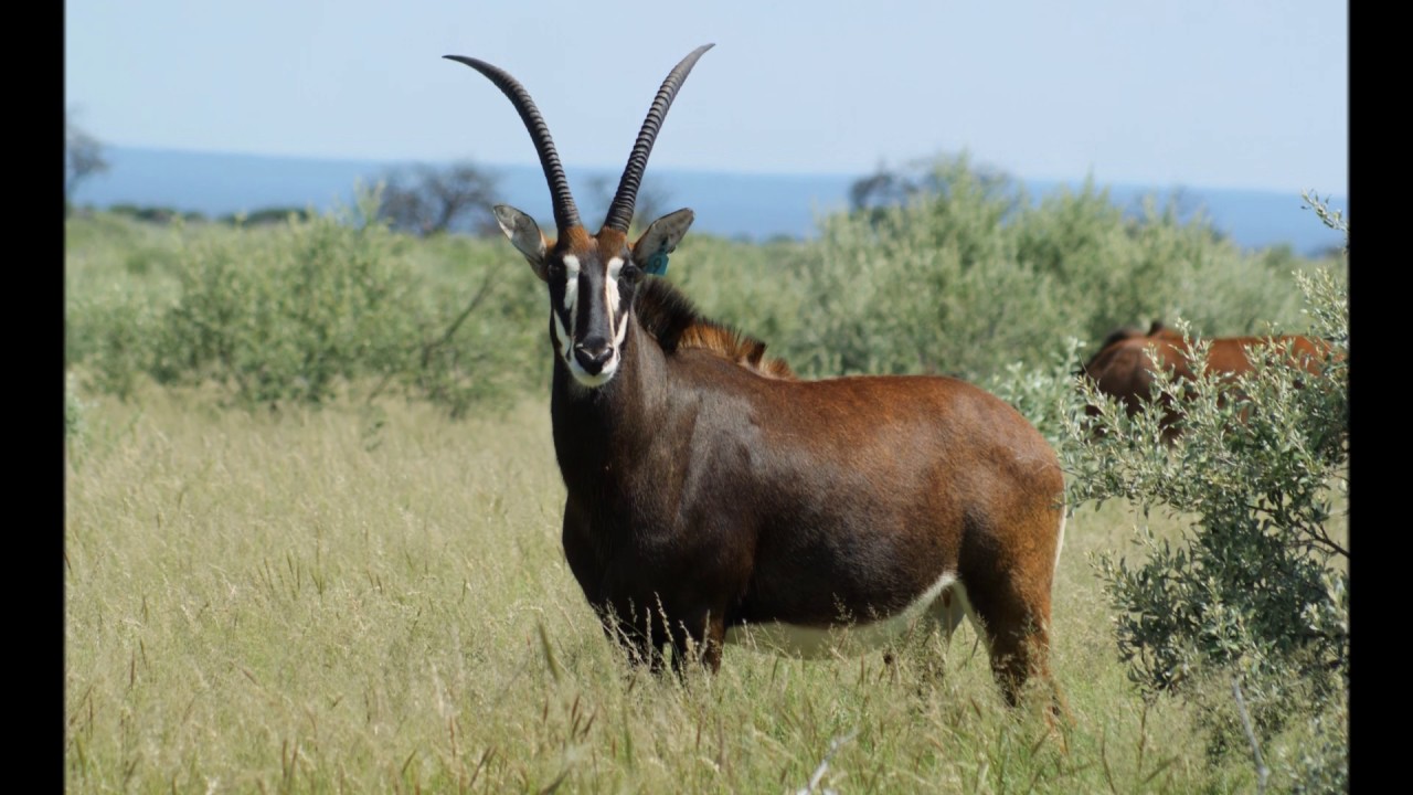 Sable cow Wyes and Roan cow Charlize promo video for 