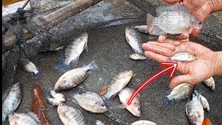 My Biggest Mistake in Tilapia Biofloc Technology