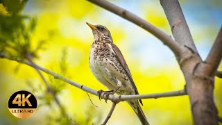 Song Thrush  (Turdus philomelos). Singing birds 4K Ultra HD