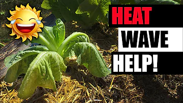 Jak chránit rostliny rajčat před extrémním horkem?