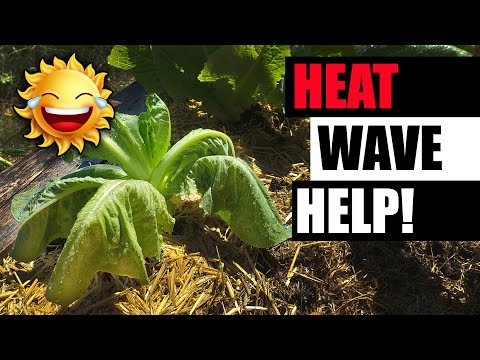 Video: Hoe om planters koel te hou: Maak 'n warm houertuin reg
