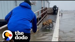 Football Players Rescue Mom And Puppies Left Behind During A Storm | The Dodo