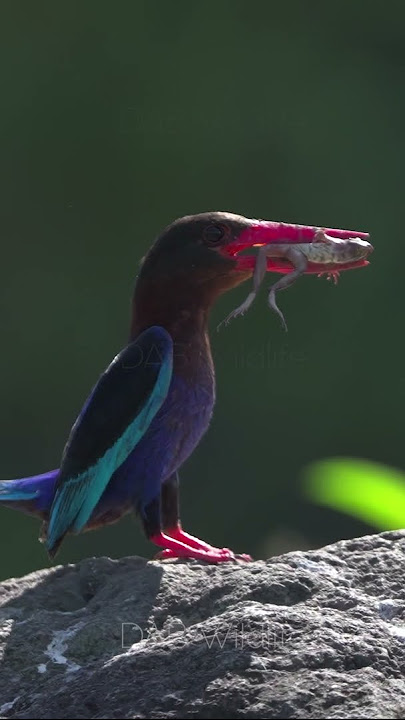 Burung Cekakak Jawa di Alam Liar / Javan Kingfisher -a1 #shorts