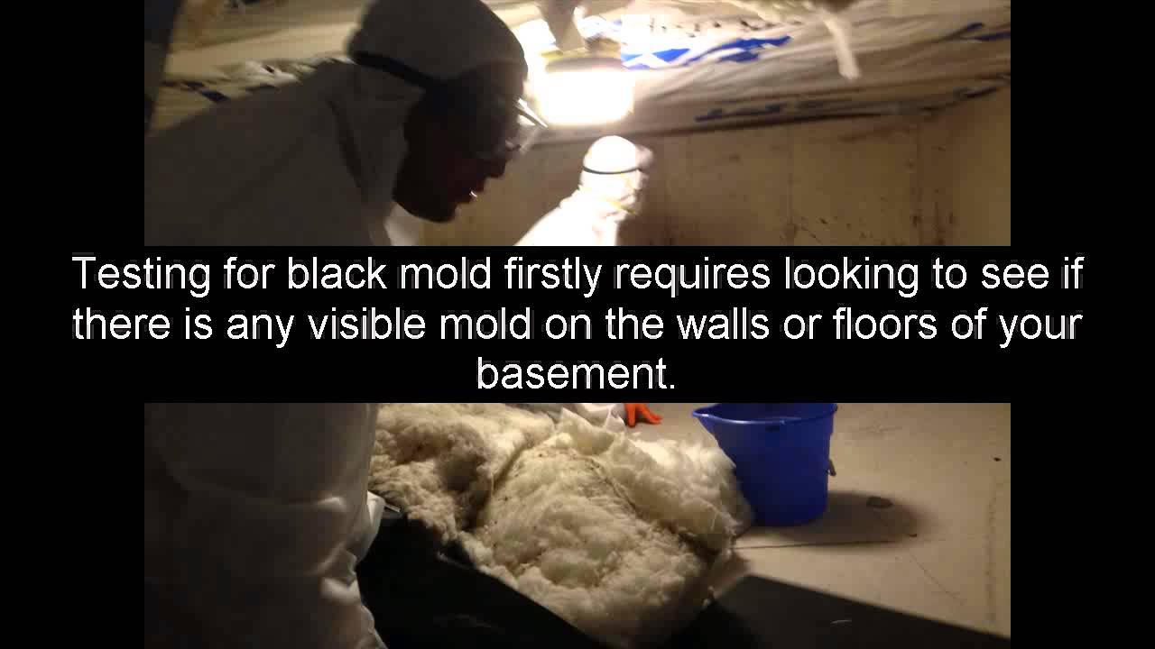 Mold Removal Basement Mold Removal How To Remove Mold YouTube