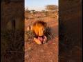 Lion Dad Just Tapped the Cub… Then Mom Snapped