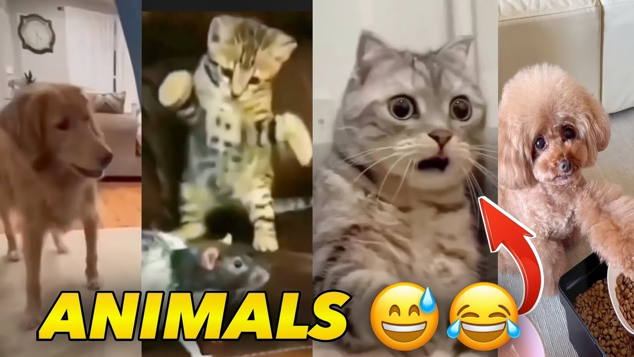 Unlimited Funny 😅😂 funny YouTube