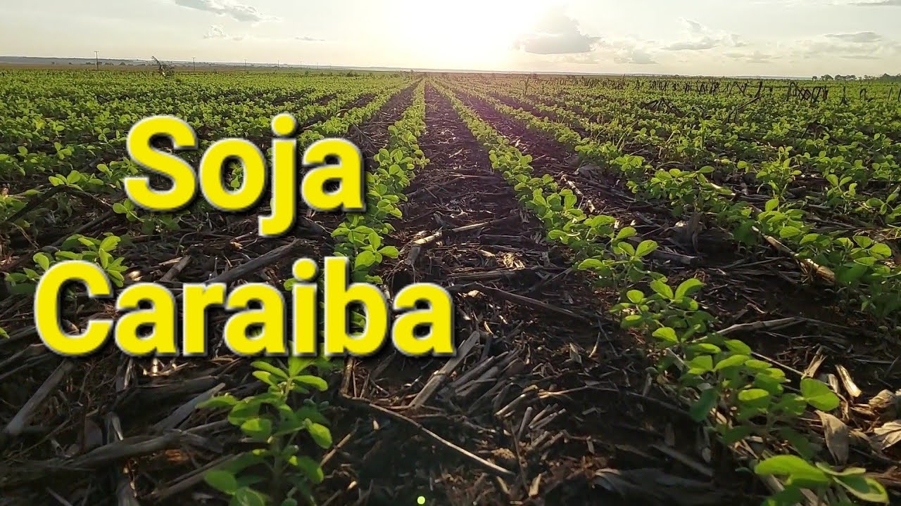 Vitrine variedades de soja Caraiba