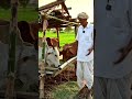 गाय खुश, किसान खुश… यही है असली देसी जुगाड़ 🐄❤️ #viral