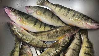 FISHING FOR LAKE MICHIGAN PERCH