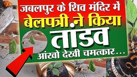 बेल पत्री ने भगवान शिव के सामने किया तांडव ।। जबलपुर में बेलपत्री का चमत्कार हुआ वायरल #viralvideo
