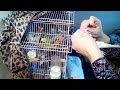 Как давать попугайчику пить из шприца и как давать вещества в порошке на примере крупного волнистика