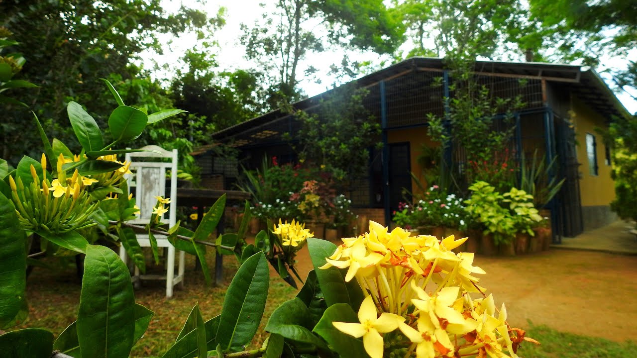 Casinha na roça Parte 2 / Nosso Jardim / Quintal / Flowers from my garden