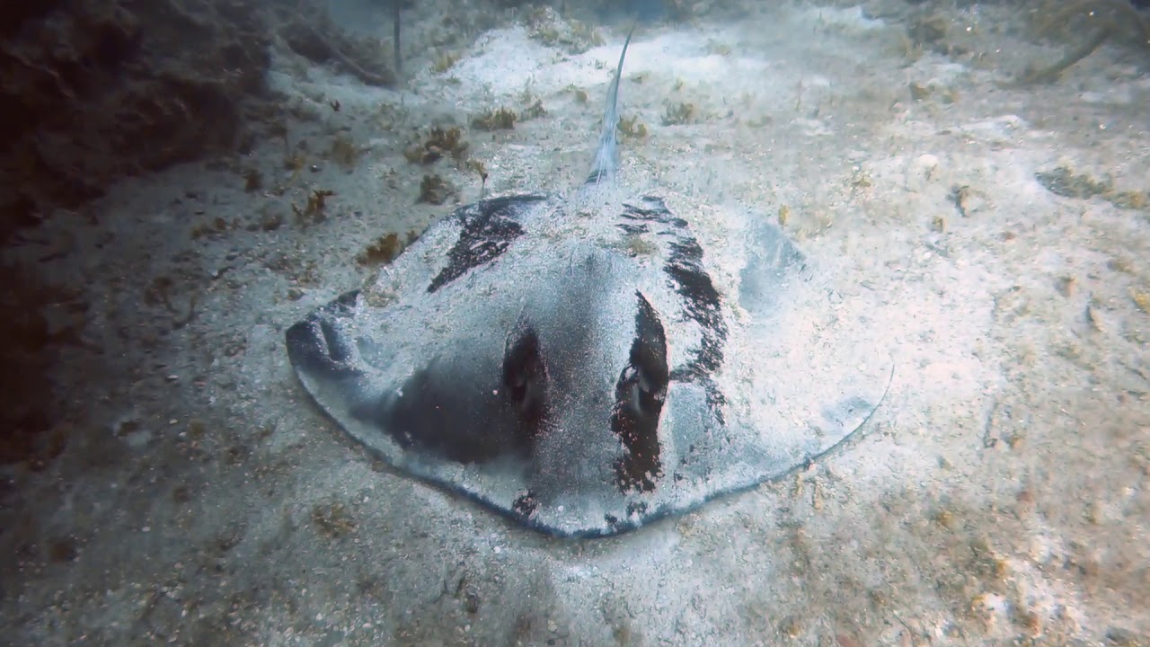 [Scuba Dive] [Bahamas] Dog Rocks - YouTube