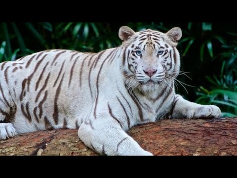 Learn more about the WHITE TIGER | Natureza Viva