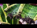 एक पत्ती से बनाये 4 पौधे 100% result/How to grow Snake plant cutting soil & water